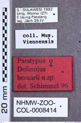 Etikette zu Dolinolus beccarii (Schimmel, 1999) (NHMW-ZOO-COL-0008414)